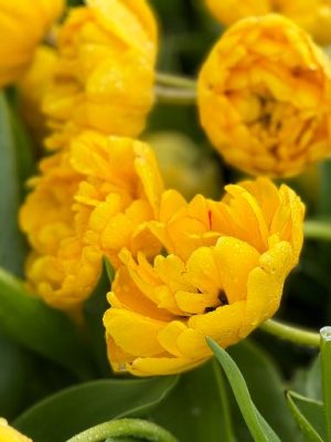 Tulipano yellow pomponette