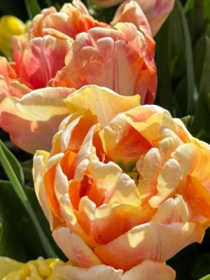 Tulipano Foxy Foxtrot giallo