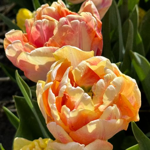 Tulipano Foxy Foxtrot giallo
