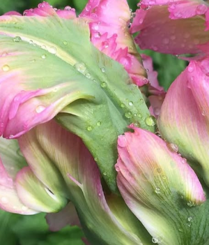Tulipano Green Wave rosa verde