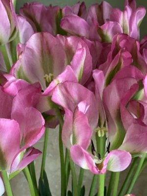 Tulipano Groenland rosa verde