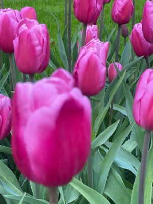 Tulipano Jumbo Pink rosa