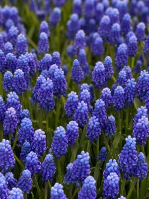 Muscari blu
