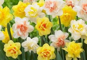 mix narcisi doppi gialli rosa bianchi
