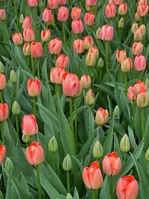 Tulipano Orange Pride