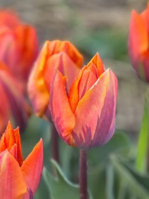 Tulipano prinses irene arancione