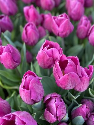 Tulipano Purple Flag viola