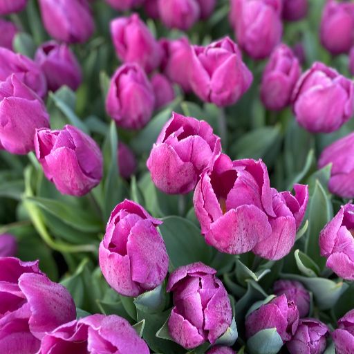 Tulipano Purple Flag viola