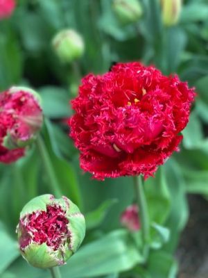 Tulipano Quatar rosso