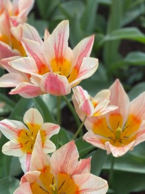 Tulipano Quebec bianco rosso