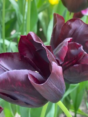 Tulipano Queen of night nero