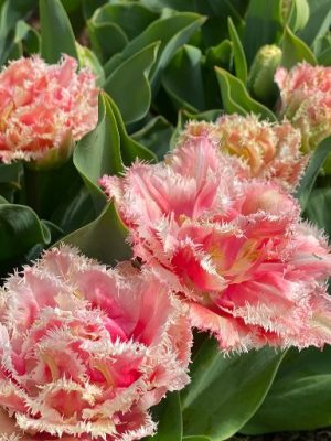 Tulipano Queensland rosa