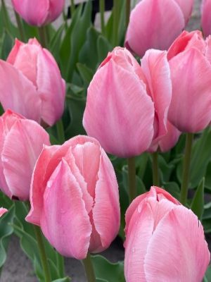 Tulipano Salmon impression, rosa