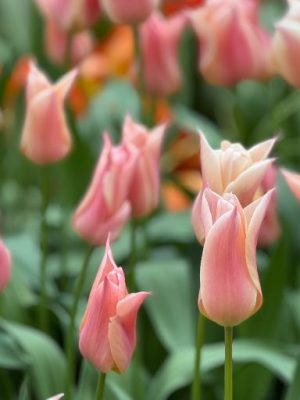 Tulipano sanne rosa pesca
