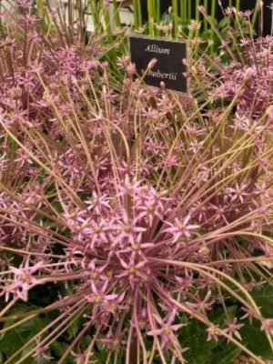 Allium Schubertii