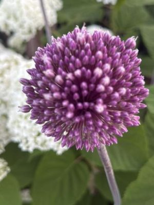 Allium summer drummer viola