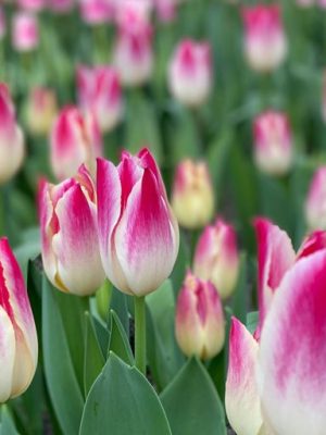 whispering dream tulipano rosa e bianco