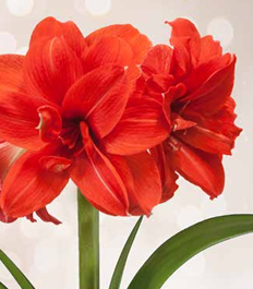 Fiore amaryllis rosso