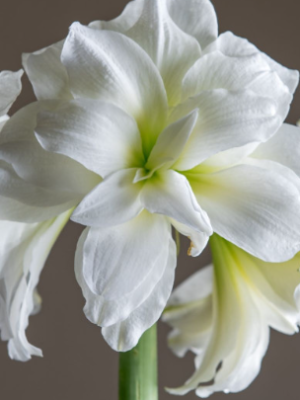 Fiore di amaryllis bianco