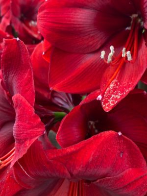 Bulbo di amaryllis rosso intenso