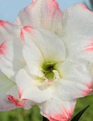 Amaryllis Amadeus bianco bordato di pesca