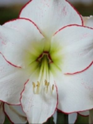 Amaryllis Picasso bianco bordato di rosso