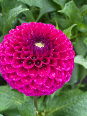 Dahlia-Cryfiels-Harmony ball colore fucsia