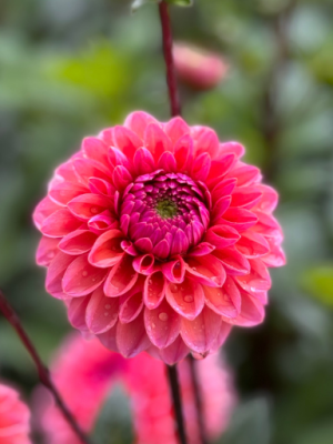 Dalia decorativa Daisy Duke, fucsia tendente all'arancio