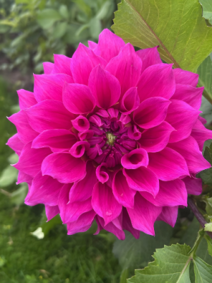 Dahlia Elma Elisabeth viola fucsia