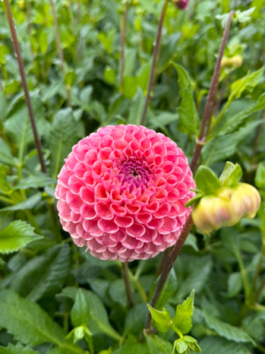 Dahlia Gislaine rosa pesca