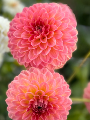 Dahlia-Hillcrest-Suffusion. pesca