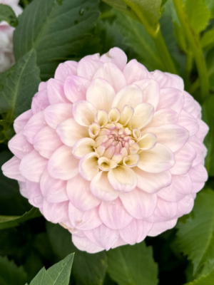 Dahlia Jannick's Simphony rosa pallido