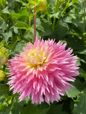 Dalia cactus rosa con centro giallo