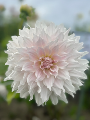 Dalia color bianco crema