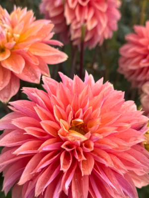 Dahlia Kick Off rosa albicocca