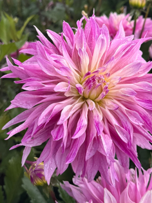 Dahlia Labyrinth Twotone , lilla e bianco striato