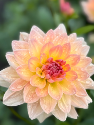 Dahlia Maya crema rosa