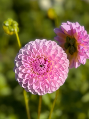Dahlia Megan Dean rosa ball