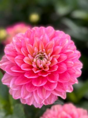 Dahlia Melody Allegro, rosa bombon, varietà nana