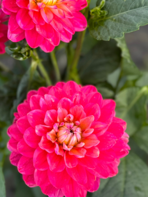 Dahlia Melody Allegro Pink rosa fucsia. Varietà nana