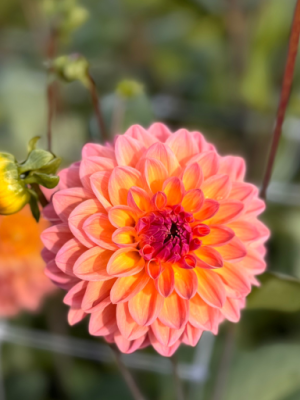 Dahlia Moderato rosa pesca
