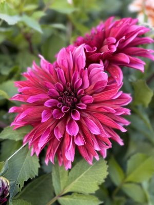 Dahlia "Tanita"