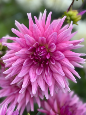 Dahlia Titan Magenta lilla