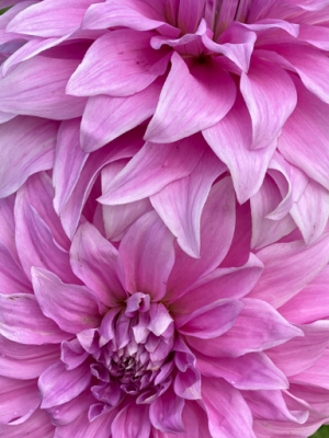 Dalia lilla molto grande