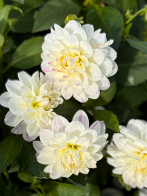 Dahlia White Pearl , bianca e non tanto alta
