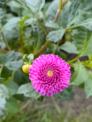 Dahlia Frank Holmes lilla ball