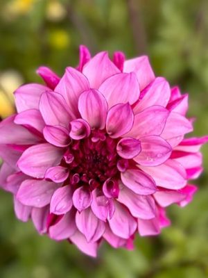 dahlia rosa e fucsia