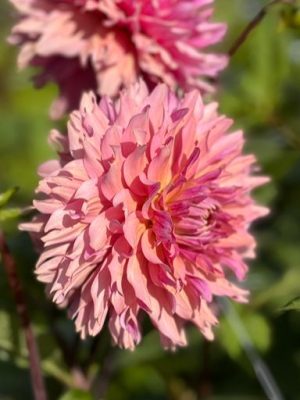 dalia rosa pesca