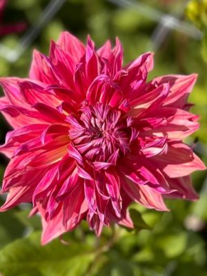 Dalia penhill dark monarc