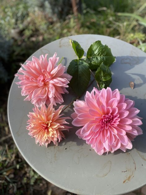 dalie rosa e salmone su un tavolino.